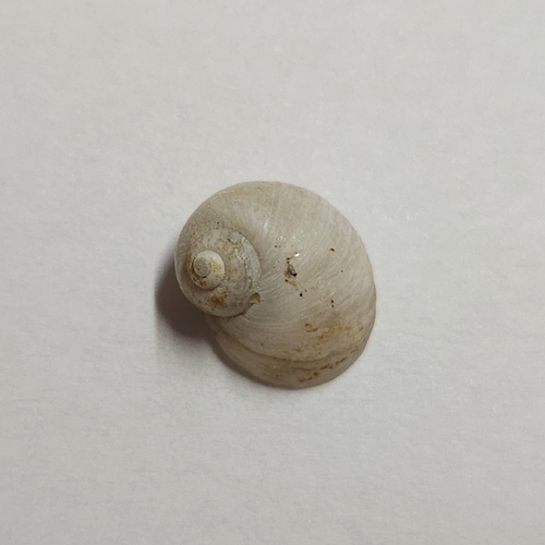 Gravel Snail