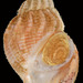 True Whelks - Photo (c) trinectes, all rights reserved, uploaded by trinectes