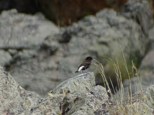 Black Wheatear