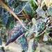 Hieracium glaucinum similatum - Photo (c) Ralu Carmichael, todos los derechos reservados, subido por Ralu Carmichael