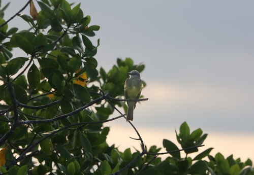 Tropical Kingbird (Tyrannus melancholicus)