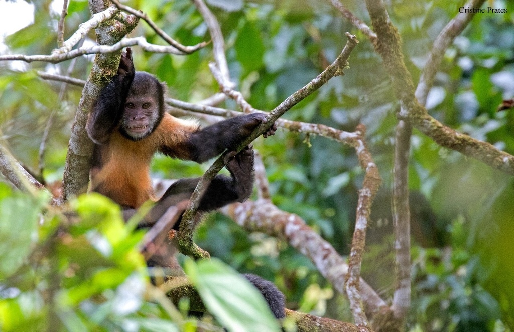 Abu, o filhote de macaco-prego-do-peito-amarelo que nasceu no