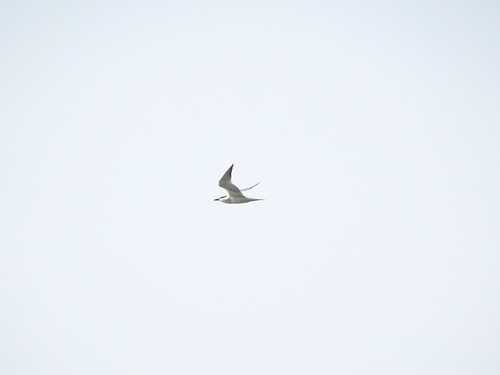 Eurasian Gull-billed Tern