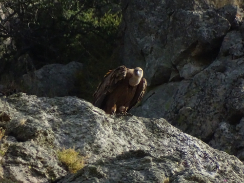Eurasian Griffon