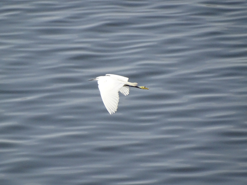 Little Egret