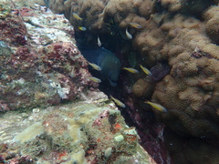 Giant moray