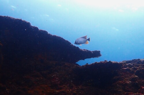 Chevron Butterflyfish