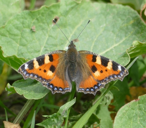Small Tortoiseshell