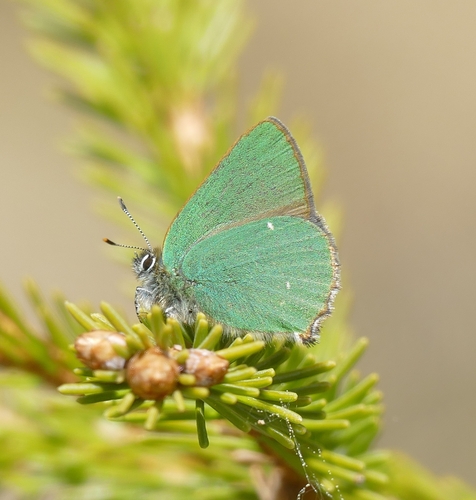 Green Hairstreak