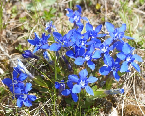 spring gentian