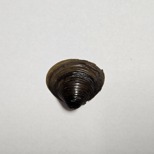Asian Clam