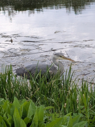 Grey Heron