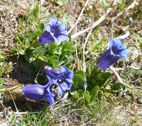 trumpet gentian