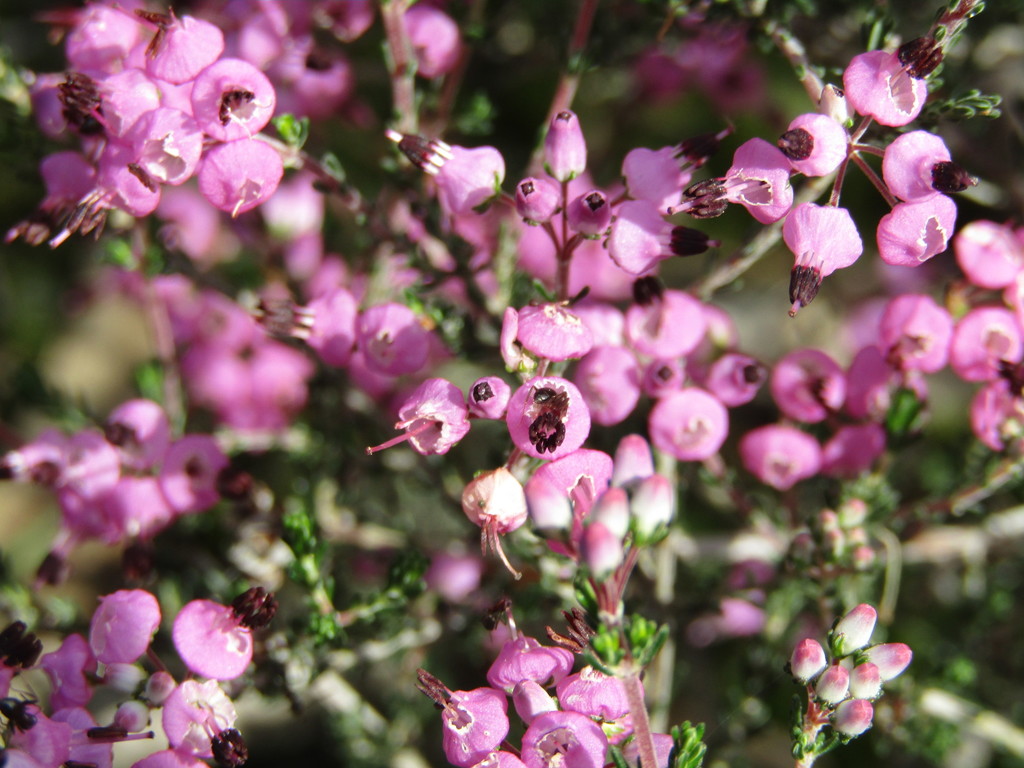 Erica umbellata from 4560 Penafiel, Portugal on April 11, 2020 at 04:30 ...