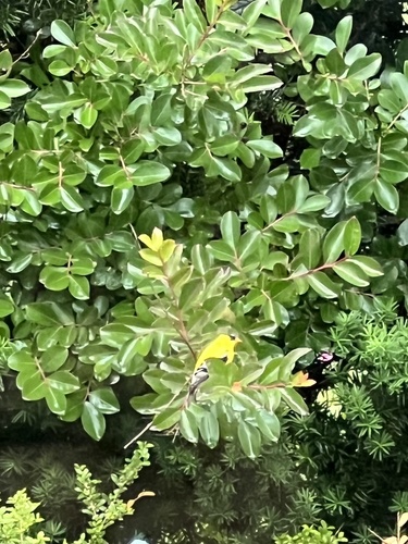 American Goldfinch
