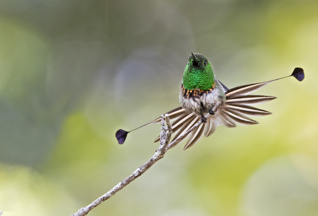 Racket-tipped Thorntail photo