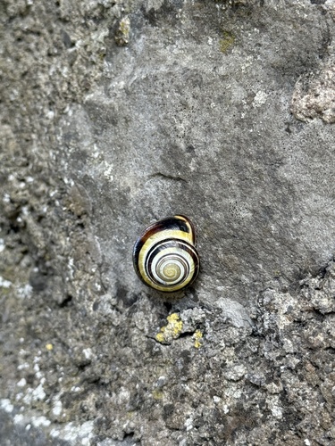 Brown-lipped Snail