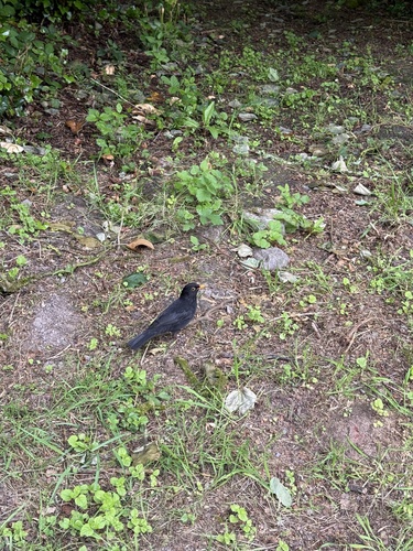 Eurasian Blackbird