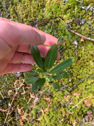 sheep laurel