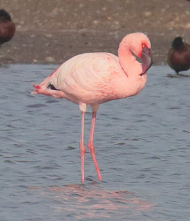 Lesser Flamingo