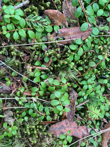 creeping snowberry