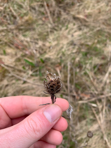 black knapweed