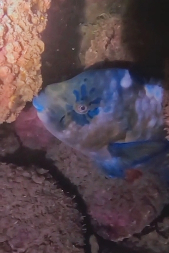 Bumphead Parrotfish (Scarus perrico)