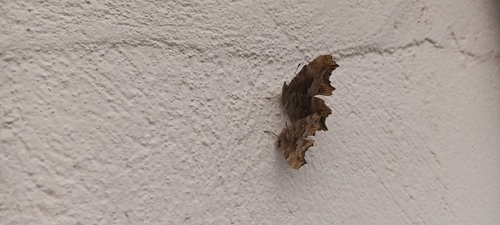 European Comma