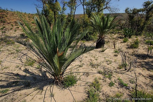 Macrozamia fraseri