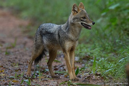 Golden Jackal