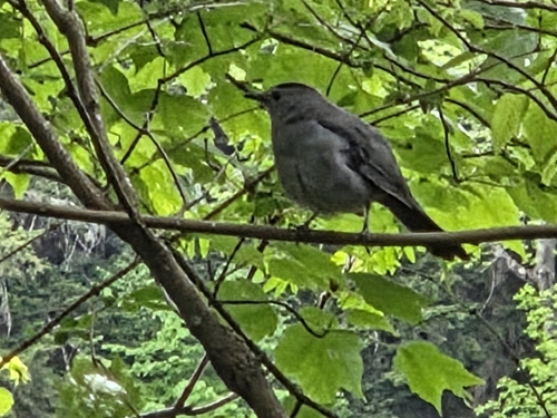 Gray Catbird