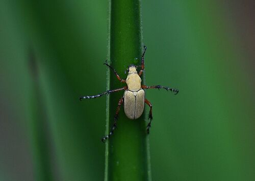 Kechwa Insect Observations by kencheeks · iNaturalist