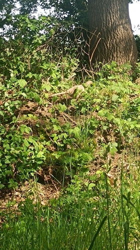 Ring-necked Pheasant