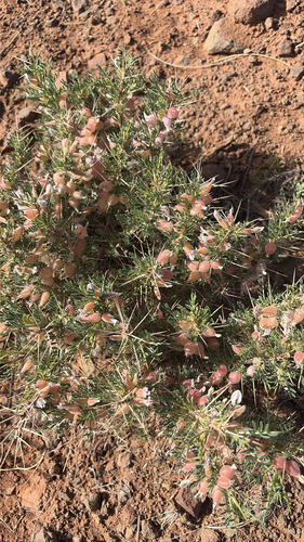 Astragalus armatus