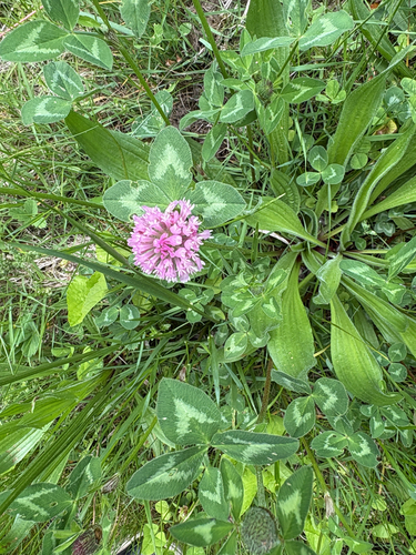 Red Clover