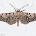 Eupithecia venosata - Photo (c) Valter Jacinto, todos os direitos reservados