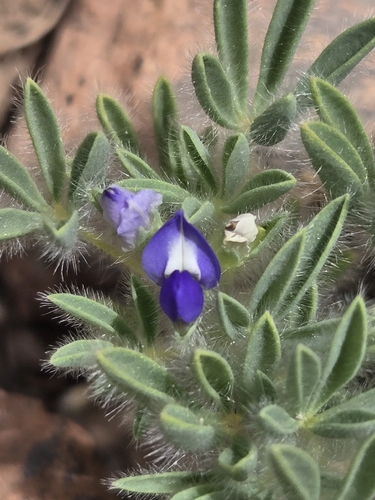 Lupinus kingii