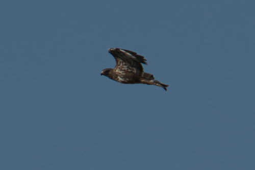 Common Buzzard