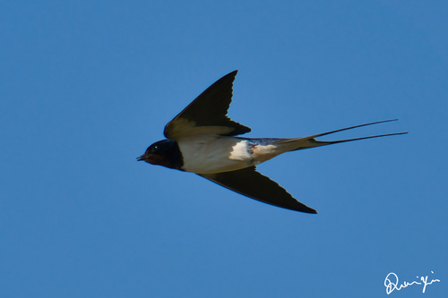 Barn Swallow