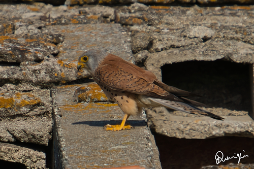 Lesser Kestrel