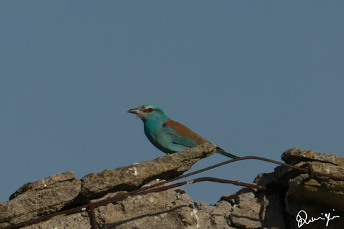European Roller