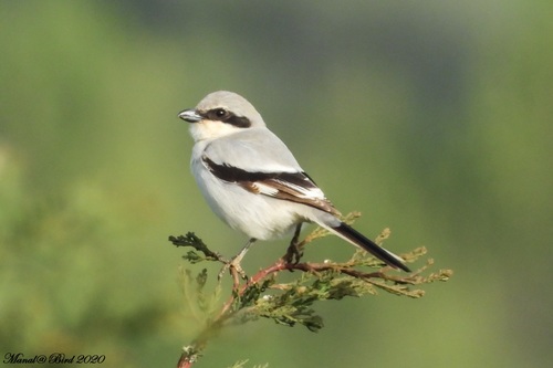 Great Grey Shrike