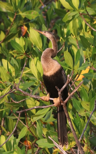 Anhinga (Anhinga anhinga)