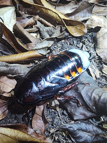 Megaloblatta blaberoides