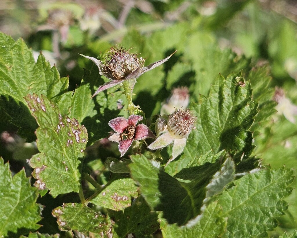 White Raspberry Arizona whitebark raspberry from Platina on May 23, 2026 at 10:22 AM by ...