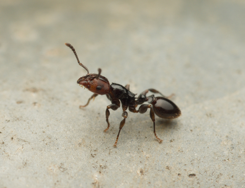 Podomyrma lamprosPodomyrma lampros