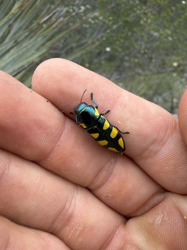 Thrincopyge alacris