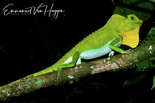 Lyriocephalus scutatus (Linnaeus, 1758)