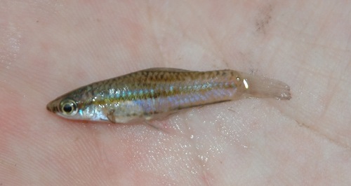 Pygmy Platyfish