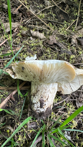 St. George's Mushroom